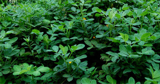 花生怎么施用葉面肥？花生葉面肥施用技術(shù)